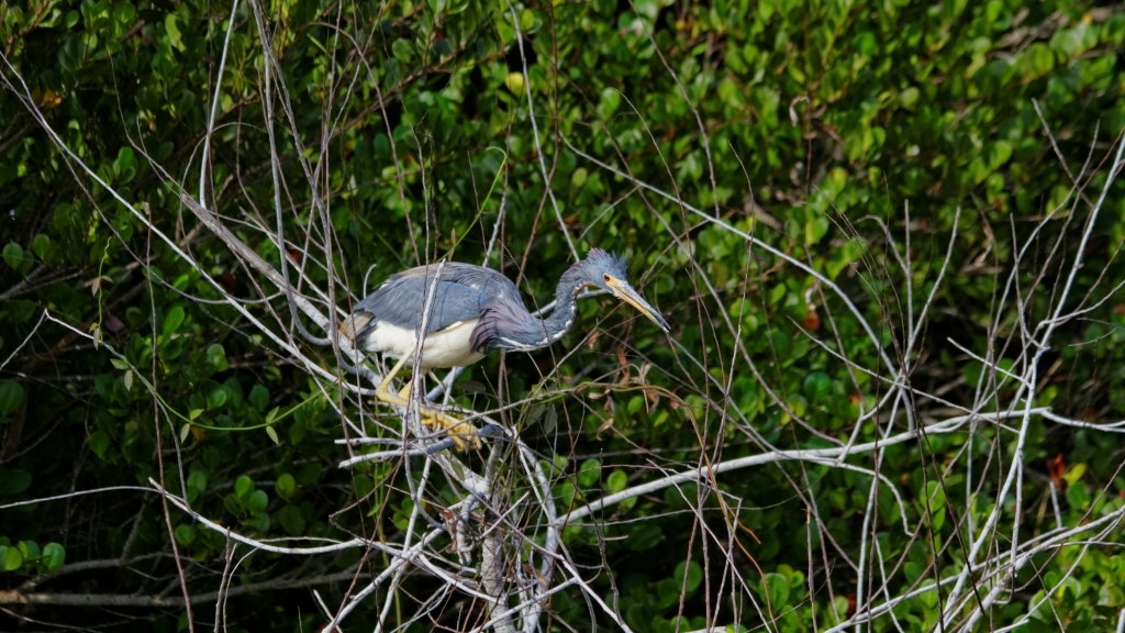 02 - Everglade NP (18) Grande Aigrette.jpg